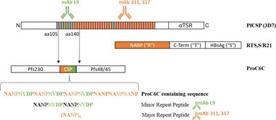 ProC6C, a novel multi-stage malaria vaccine, elicits functional antibodies against the minor and central repeats of the Circumsporozoite Protein in human adults